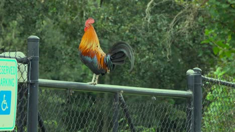 Rooster-on-a-fence-crowing