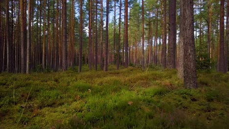 Wild-pine-forest-with-green-moss-and-heather-under-the-trees,-slow-aerial-shot-moving-low-between-trees,-sunny-autumn-day,-sunrays-and-shadows,-low-wide-angle-drone-shot-moving-forward
