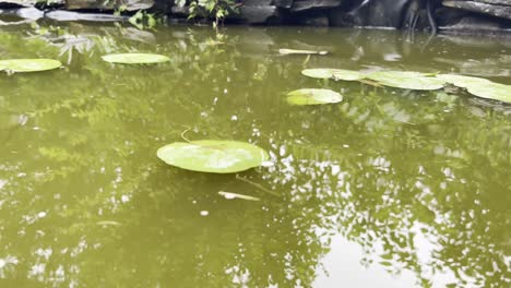Seerosenblätter-Im-Natürlichen-Teich-Des-Hinterhofs