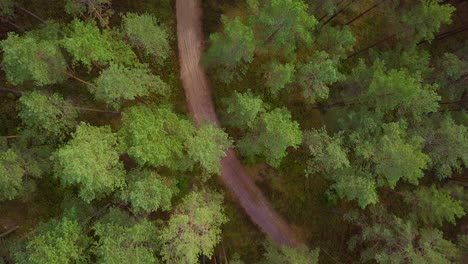 Wild-pine-forest-with-green-moss-and-heather-under-the-trees,-slow-aerial-top-down-shot-over-the-tree-tops,-natural-forest-road,-sunny-autumn-day,-wide-angle-birdseye-drone-shot-moving-forward