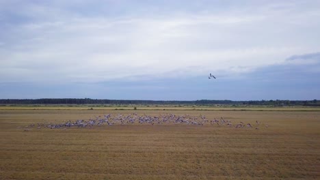Aerial-view-of-a-large-flock-of-common-cranes-taking-up-in-the-air,-agricultural-fields,-wildlife,-autumn-bird-migration,-overcast-autumn-day,-wide-angle-drone-shot-moving-forward