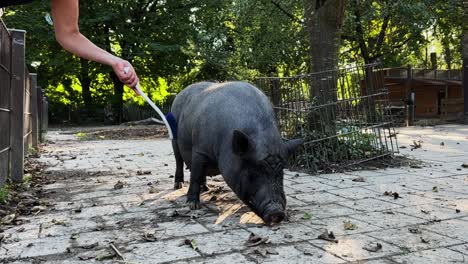 Wide-shot-of-a-pot-bellied-pig-getting-brushed-by-a-woman