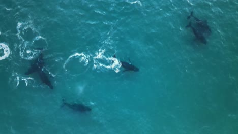 Top-Down-Aerial-View-Of-A-Family-Of-Humpback-Wales-Rising-To-The-Surface-And-Spouting-Water-Into-The-Air-While-The-Rest-Swim-Around