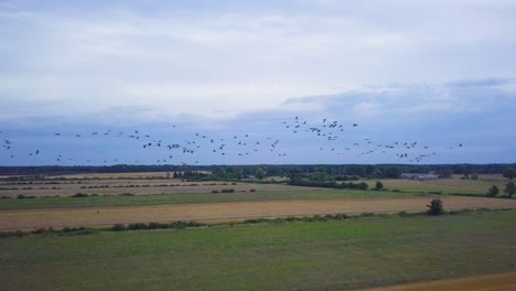 Aerial-view-of-a-large-flock-of-common-cranes-flying-over-the-agricultural-fields,-wildlife,-autumn-bird-migration,-overcast-autumn-day,-high-altitude-wide-angle-drone-shot-moving-forward