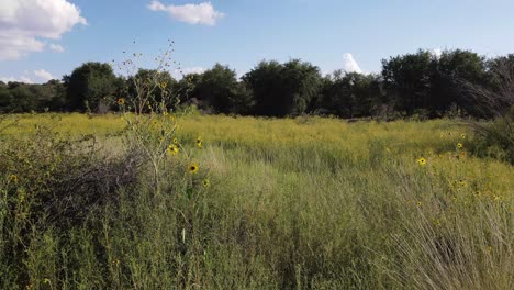 Still-shot-of-Meadow-with-Brittlebush-and-tall-weeds-on-a-summer-day,-light-breeze-with-trees-in-background