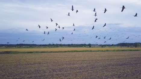 Aerial-view-of-a-large-flock-of-common-cranes-flying-over-the-agricultural-fields,-wildlife,-autumn-bird-migration,-overcast-autumn-day,-wide-angle-drone-shot-moving-forward