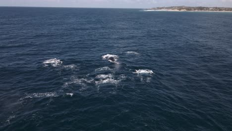 Aerial-view-of-a-group-of-whales-breathing-in-sunny-Africa---Megaptera-novaeangliae
