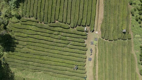 Drohnenaufnahmen-Von-Teeplantagenarbeitern-Auf-Der-Portugiesischen-Azoreninsel-Sao-Miguel,-Der-Einzigen-Teeplantage-Europas