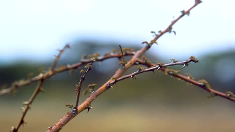 close-up-shot-of-Acacia-tree-thorns-in-Africa-kenya-savanna