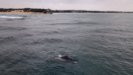 Humpback-whale-spouting,-rising-to-the-surface-for-air-on-the-coast-of-Mozambique---Aerial-view