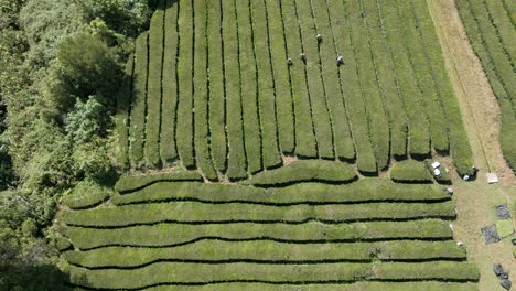 Drohnenaufnahmen-Von-Teeplantagenarbeitern-Auf-Der-Portugiesischen-Azoreninsel-Sao-Miguel,-Der-Einzigen-Teeplantage-Europas