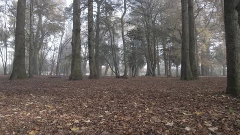Hohe-FPS,-Push-In-Aufnahme-In-Einem-Wald-Aus-Hohen-Bäumen-Mit-Braunen-Blättern-Im-Boden,-Aufgenommen-Im-Herbst-Mit-Nebel