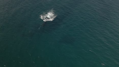 Mother-Humpback-whale-helps-her-baby-swim-in-the-blue-ocean-,-drone-circling-shot