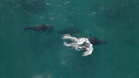 Aerial-view-above-Humpback-whales-sprouting-in-clear-blue-waters-of-Mozambique---top-down,-drone-shot