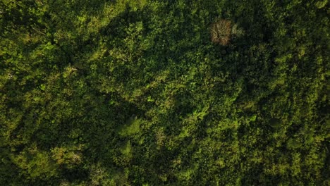 Overhead-drone-shot-of-green-meadow-with-some-trees-growing,-vegetation-on-slope-of-mountain