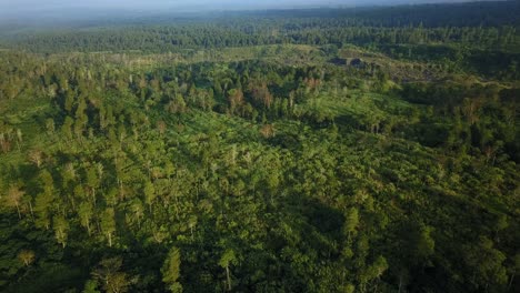 Aerial-flyover-dense-green-woodland-landscape-lighting-by-sun-on-slope-of-Merapi-Mountain