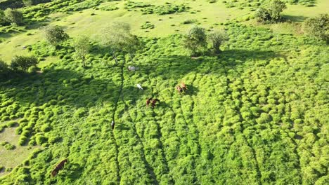 Horses-grazing-in-native-pastures,-aerial-view