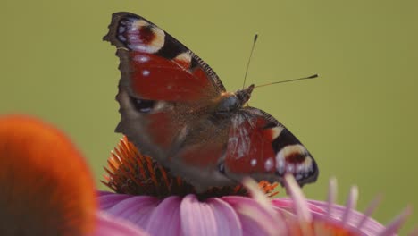 Macro-Shot-Of-European-peacock-Butterfly-with-open-wings-Sucking-Nectar-On-A-orange-Coneflower
