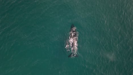 Humpback-whale-Female-with-calf-swimming-through-the-blue-ocean-,-overhead-Drone-shot