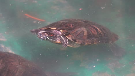 Red-eared-slider-or-red-eared-terrapin,-trachemys-scripta-elegans-floating-in-cloudy-water-at-daytime,-close-up-handheld-motion-shot