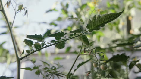 Homegrown-green-tomatoes-growing-in-the-greenhouse-swiging