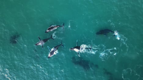 Aerial-view-above-a-group-of-whales-in-shallow-waters-of-Africa---Megaptera-novaeangliae