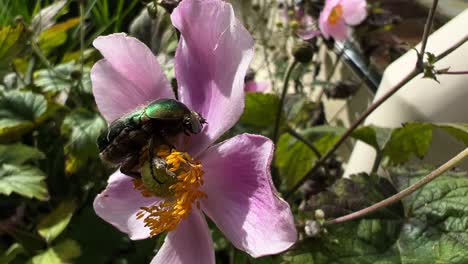 Green-chafer-beetle-sitting-on-a-punk-flower