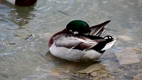 mallard-duck-preening-herself-near-the-shore-of-a-lake