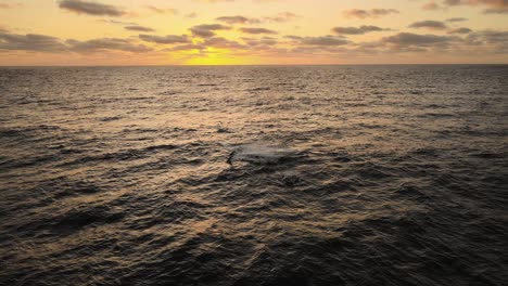 Luftaufnahme-Von-Buckelwalen,-Die-Auf-Dem-Meer-Flattern,-Sonnenaufgang-In-Mosambik---Megaptera-Novaeangliae