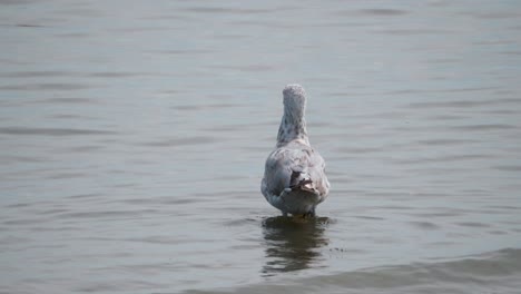 A-seagull-walks-in-shallow-ocean-water-and-transitions-to-swim-away-from-camera