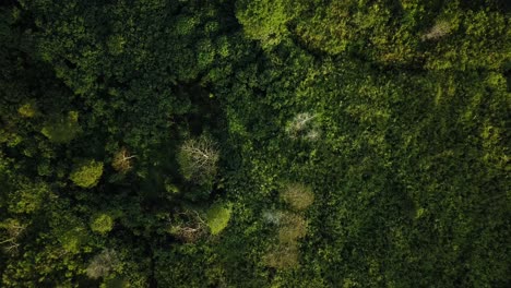 Aerial-top-down-shot-of-vegetated-slope-at-Volcano-in-In-Indonesia-while-sunlight