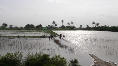 The-green-field-is-submerged-under-water-due-to-the-flash-flood-that-hit-Pakistan-destroying-all-the-grain-in-the-field