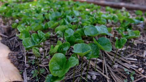 Tiny-coffee-plant-seedlings-growing-in-a-nursery-on-a-coffee-farm,-plants-coffee-bean-plants-with-bright-green-leaves-in-mulch