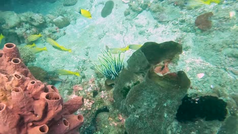 Fast-swimming-shoals-of-colourful-yellow-fishes-on-a-healthy-coral-reef-in-crystal-clear-water-of-Timor-Leste,-South-East-Asia