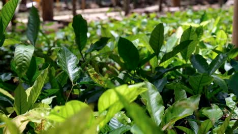 Close-up-of-coffee-plant-leaves-moving-in-the-wind-and-basking-in-sunlight-on-a-coffee-farm-nursery-in-TImor-Leste,-Southeast-Asia