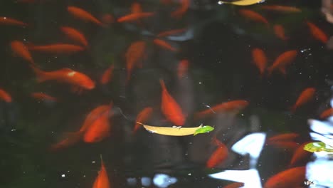Large-group-of-oriental-goldfish,-carassius-auratus-swimming-across-the-freshwater-pond-with-shimmering-water-reflection-at-botanical-garden