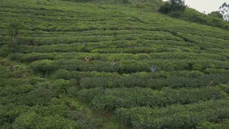 Luftdrohnenaufnahme-Von-Teepflückern-In-Sri-Lanka-Nuwara-Eliya