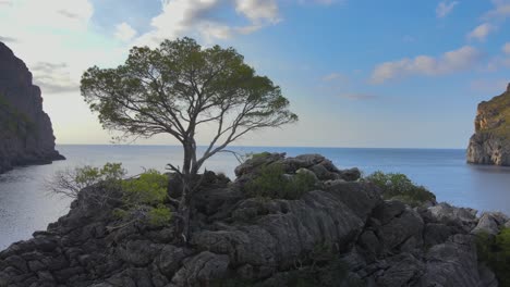 360-degree-rotating-view-of-a-single-tree-on-a-rock-formation-in-the-Mediterranean-sea-at-Sa-Calobra,-Mallorca,-Spain-on-a-sunny-day