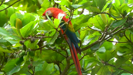 A-scarlet-macaw-is-eating-almond-sitting-on-a-tree-branch