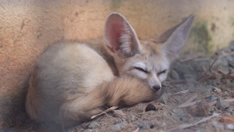 Peeking-through-the-cage-capturing-a-fennec-fox,-vulpes-zerda,-small-crepuscular-fox-dozing-off-on-a-relax-afternoon-in-an-enclosed-environment-at-Langkawi-wildlife-park,-Malaysia