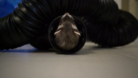 Close-up-cute-ferret-playing-and-having-fun-in-tube