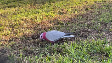 Wild-galah,-eolophus-roseicapilla-with-distinctive-pink-and-grey-plumage-spotted-in-the-urban-park,-foraging-for-food-on-the-grassy-field-at-sunset