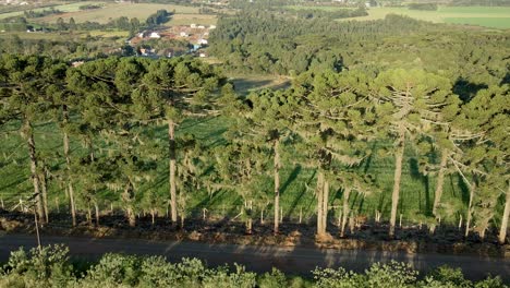 Row-of-Brazilian-pine-trees-on-a-dirt-road,-aerial-view