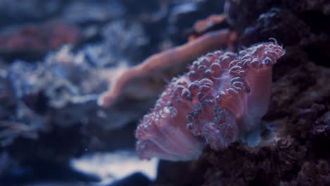 Underwater-background-of-an-isolated-coral-reef,-still-shot-of-a-coral-specimen-in-a-tropical-ocean