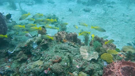 Beobachten-Sie-Einen-Schwarm-Farbenfroher-Gelber-Tropischer-Fische-An-Einem-Gesunden-Korallenriff,-Während-Sie-In-Kristallklarem-Wasser-Im-Korallendreieck-In-Südostasien-Tauchen