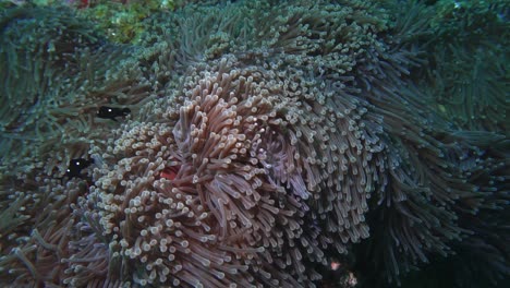 Close-Up-Shot-Of-Very-Small-Fish-Moving-Around-A-Coral-Reef-While-The-Reef-Sways-With-The-Tidal-Pressure