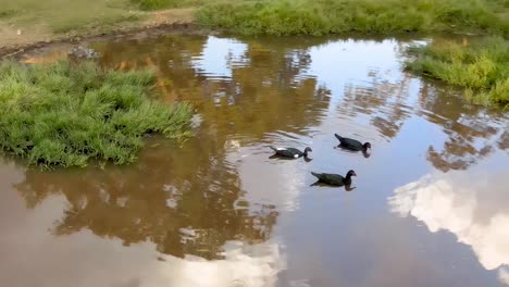 Patos-Domésticos-Nadando-En-Un-Pequeño-Estanque
