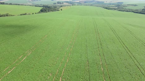 Large-area-of-soybean-farming,-drone-view