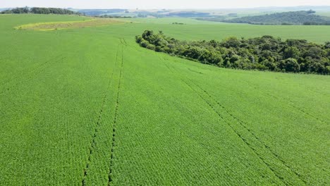 Extensive-green-soybean-field,-aerial-view