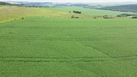 Field-with-soy-plantation-rows,-aerial-footage